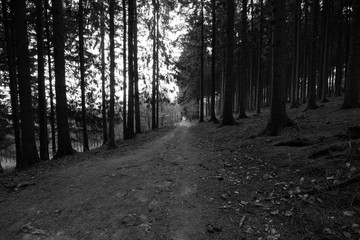 forest path bw