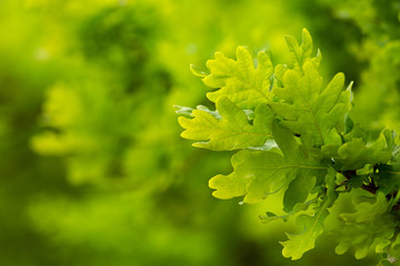 Oak tree branch in spring