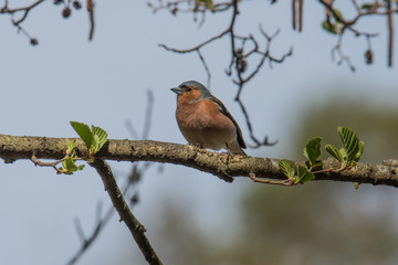 Common chaffinch on a branch