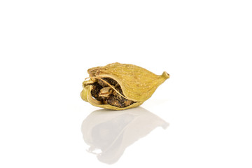 One whole open true cardamom pod isolated on white background