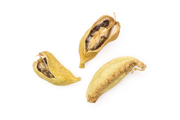 Group of three whole true cardamom pod flatlay isolated on white background