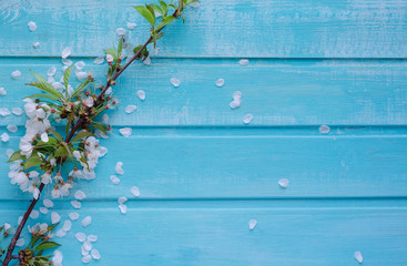 Branch of cherry and white flowers on blue wooden background. Copy space.