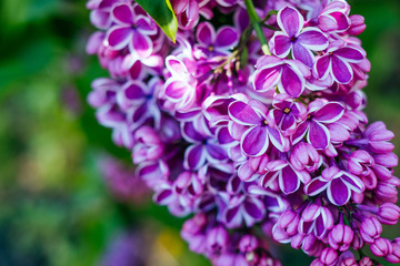 Beautiful purple lilac blossom with blurred bokeh effect background.