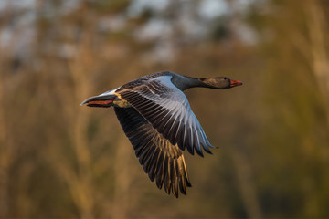 Greylag goose flying over a nature preserve