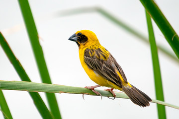 Asian Golden Weaver  Bird,Island on a large dry  leaf in the marsh.soft focus.