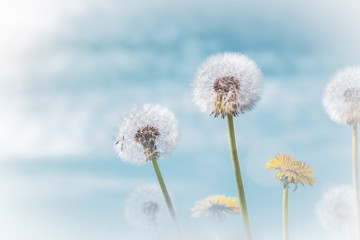 Fototapeta na wymiar A group of dandelions on an abstract soft background
