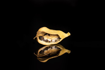One whole open true cardamom pod isolated on black glass