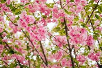 Bright pink cherry sakura blossom background with beautiful blurred bokeh effect.