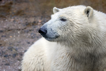 Fototapeta premium muzzle of a wild animal polar bear