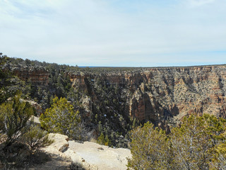 pines in the grand canyon