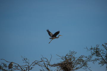 Heron at nature preserve Isbladsk&auml;rret in Sockholm