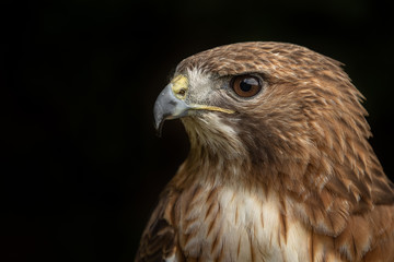 Portrait of a Red Tailed Hawk with a black background.