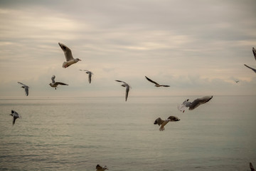 Seagulls flying in a cloudy day of winter