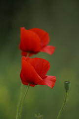 flowers of the blossoming poppy, papaver