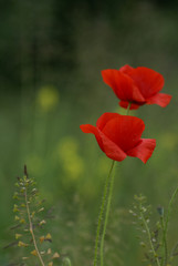 flowers of the blossoming poppy, papaver