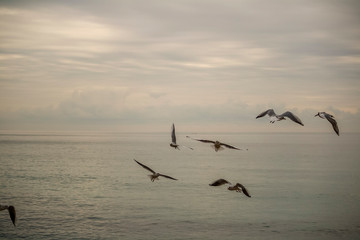 Seagulls flying in a cloudy day of winter