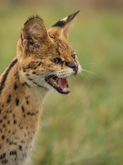 Obraz premium Serval hissing showing teeth with green grass blurred background. 