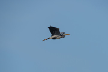 Heron at nature preserve Isbladskärret in Sockholm
