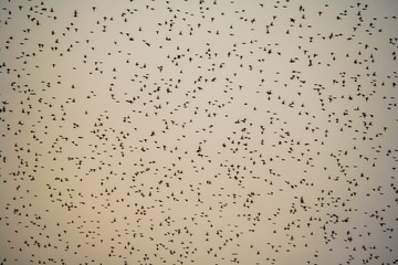 Birds flying in a cloudy day of winter