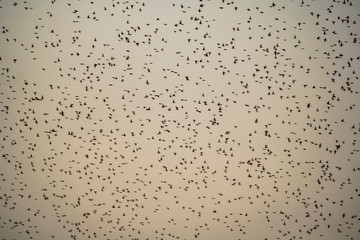 Birds flying in a cloudy day of winter