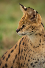 Serval head shot