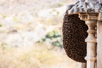 Large bee hive close-up on the wall of the temple. Chaumukha Mandir Temple, Ranakpur, Rajasthan, India.