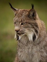 Canadian Lynx headshot with green blurred background.