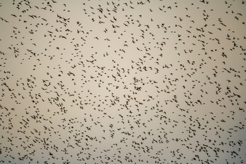 Birds flying in a cloudy day of winter