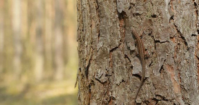 Viviparous Lizard Or Common Lizard Sitting Running On Tree Trunk In Forest
