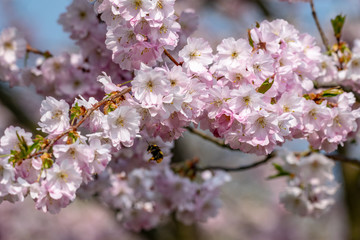 Honey bees ( Apis) collecting nectar pollen from white pink cherry blossom in early spring