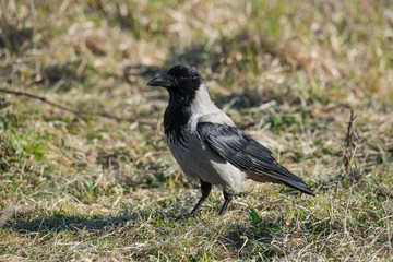Hooded crow in a bird preserve at Djurgården island in Stockholm