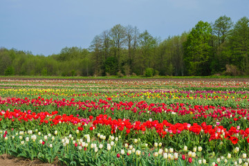 Fototapeta na wymiar Tulip field in spring in Ukraine against the background of the forest. Copy space.