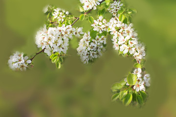 Flowering. Beautiful white branch with flowers of pear and plum and apple in the morning spring garden