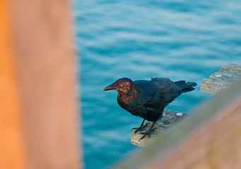 black bird ocean6