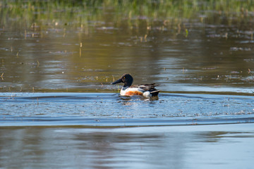 Northern shoveler in a pond at the Djurgården island in Stockholm