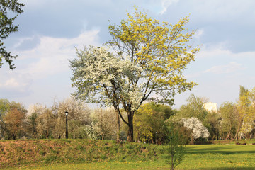 Fototapeta na wymiar blooming apple tree is heated in the spring sun
