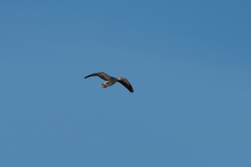 Fototapeta na wymiar Heron at nature preserve Isbladskärret in Sockholm