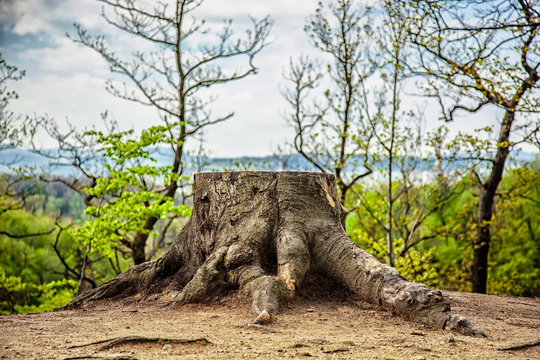 Las na wzg&oacute;rzu