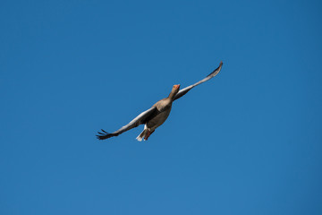 Greylag goose flying over a nature preserve