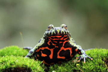 Fire belly toad closeup face