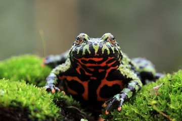 Fire belly toad closeup face