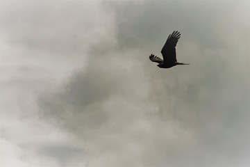 A large bird soars, silhouetted against dark storm clouds with room for text. Concepts of freedom, journey, storms