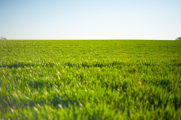 spring landscape of fields of germany