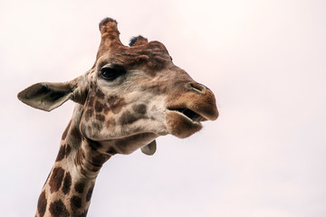 Head of a giraffe against the sky, closeup