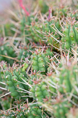 Abstract Close Up of a Cactus Succulent Plant 