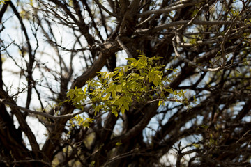 First spring leaves 