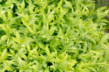 Green fresh leaves during the spring 