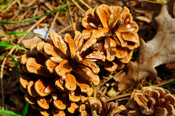 pine cone on the tree