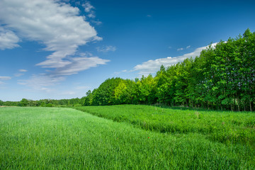 Green cereal on fields, trees and clouds in the blue sky