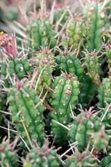 Abstract Close Up of a Cactus Succulent Plant 